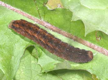  Chenille de Rusina ferruginea Esp. - ©Philippe Mothiron