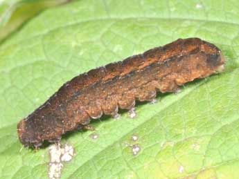  Chenille de Rusina ferruginea Esp. - ©Philippe Mothiron