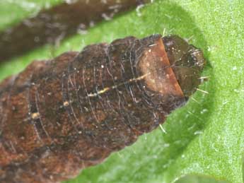  Chenille de Rusina ferruginea Esp. - Philippe Mothiron