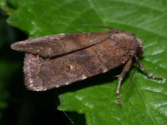 Rusina ferruginea Esp. adulte - ©Philippe Mothiron