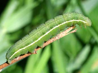  Chenille de Plusia festucae L. - ©Serge Wambeke