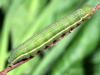  Chenille de Plusia festucae L. - Serge Wambeke