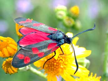 Zygaena filipendulae L. adulte - ©Philippe Mothiron