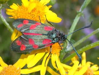 Zygaena filipendulae L. adulte - ©Philippe Mothiron