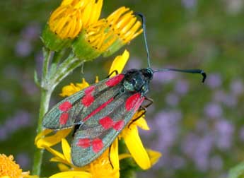 Zygaena filipendulae L. adulte - Philippe Mothiron