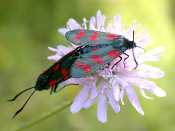 Zygaena filipendulae L. adulte - ©Philippe Mothiron