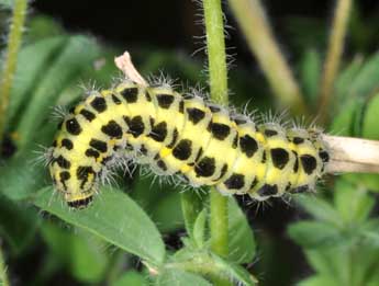  Chenille de Zygaena filipendulae L. - ©Philippe Mothiron