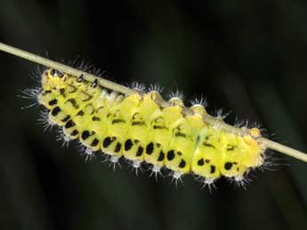  Chenille de Zygaena filipendulae L. - ©Philippe Mothiron