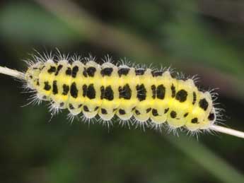  Chenille de Zygaena filipendulae L. - ©Philippe Mothiron