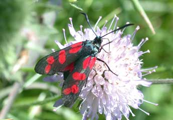 Zygaena filipendulae L. adulte - Philippe Mothiron