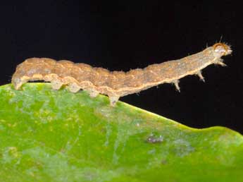  Chenille de Noctua fimbriata Schreber - ©Alexis Borges