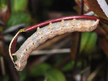  Chenille de Noctua fimbriata Schreber - Philippe Mothiron