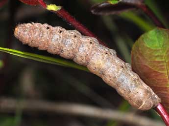  Chenille de Noctua fimbriata Schreber - Philippe Mothiron