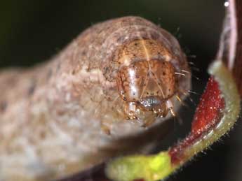  Chenille de Noctua fimbriata Schreber - Philippe Mothiron