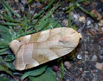 Noctua fimbriata Schreber adulte - Philippe Mothiron