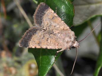 Chersotis fimbriola Esp. adulte - Philippe Mothiron