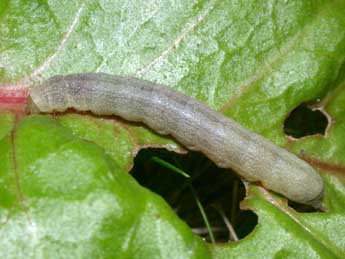  Chenille de Trigonophora flammea Esp. - ©Philippe Mothiron