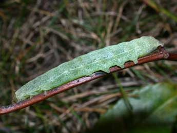  Chenille de Trigonophora flammea Esp. - Philippe Mothiron