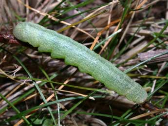  Chenille de Trigonophora flammea Esp. - Philippe Mothiron