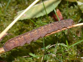  Chenille de Trigonophora flammea Esp. - Philippe Mothiron