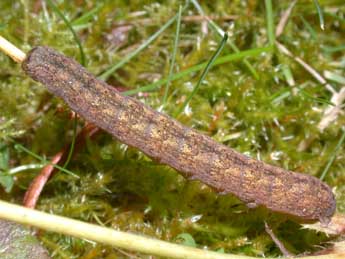  Chenille de Trigonophora flammea Esp. - Philippe Mothiron