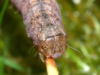  Chenille de Trigonophora flammea Esp. - Philippe Mothiron