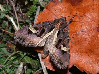 Trigonophora flammea Esp. adulte - ©Philippe Mothiron