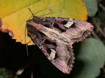 Trigonophora flammea Esp. adulte - ©Philippe Mothiron