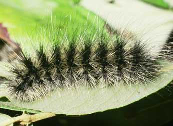  Chenille de Arctia flavia Fuessly - ©Philippe Mothiron