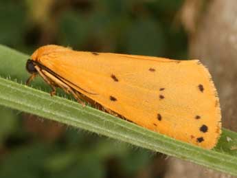 Setina irrorella L. adulte - Daniel Morel