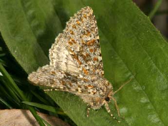 Polymixis flavicincta D. & S. adulte - ©Daniel Morel