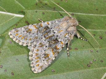 Polymixis flavicincta D. & S. adulte - ©Philippe Mothiron