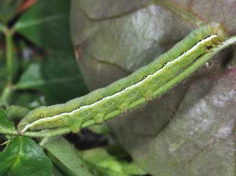  Chenille de Polymixis flavicincta D. & S. - ©Philippe Mothiron