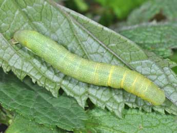  Chenille de Polymixis flavicincta D. & S. - ©Philippe Mothiron