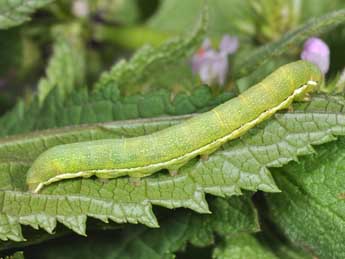  Chenille de Polymixis flavicincta D. & S. - ©Philippe Mothiron