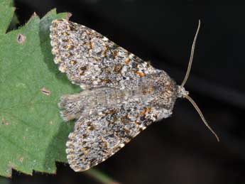 Polymixis flavicincta D. & S. adulte - ©Philippe Mothiron