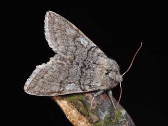 Achlya flavicornis L. adulte - Philippe Mothiron