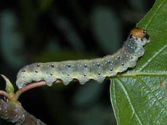  Chenille de Achlya flavicornis L. - ©Alexis Borges