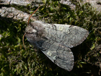 Achlya flavicornis L. adulte - Philippe Mothiron