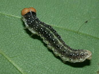  Chenille de Achlya flavicornis L. - ©Philippe Mothiron