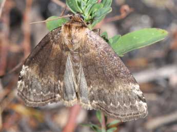 Tetheella fluctuosa Hb. adulte - ©Philippe Mothiron