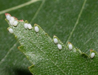  Oeuf de Tetheella fluctuosa Hb. - Philippe Mothiron