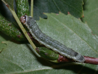  Chenille de Tetheella fluctuosa Hb. - Philippe Mothiron