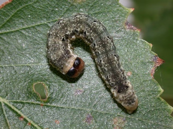  Chenille de Tetheella fluctuosa Hb. - ©Philippe Mothiron