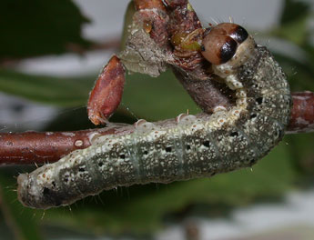  Chenille de Tetheella fluctuosa Hb. - ©Philippe Mothiron