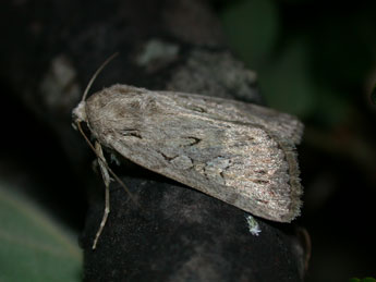 Dichagyris forcipula D. & S. adulte - Philippe Mothiron