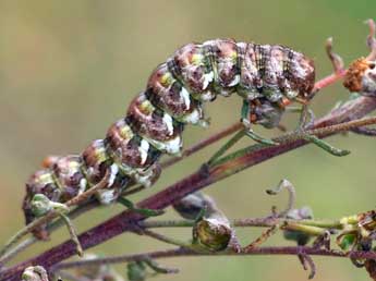  Chenille de Cucullia formosa Rogenhofer - Daniel Morel