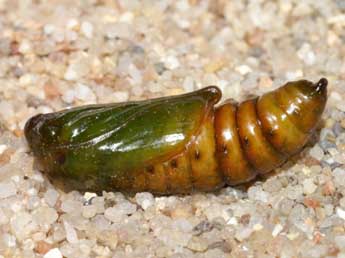  Chrysalide de Cucullia formosa Rogenhofer - ©Lionel Taurand