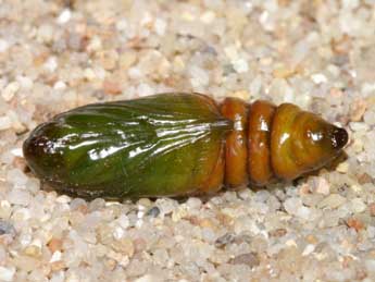  Chrysalide de Cucullia formosa Rogenhofer - ©Lionel Taurand