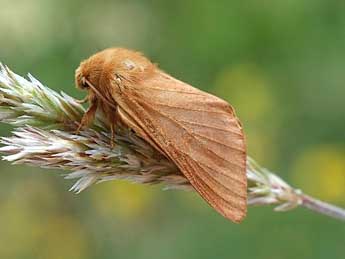 Malacosoma franconicum D. & S. adulte - ©David Demerges